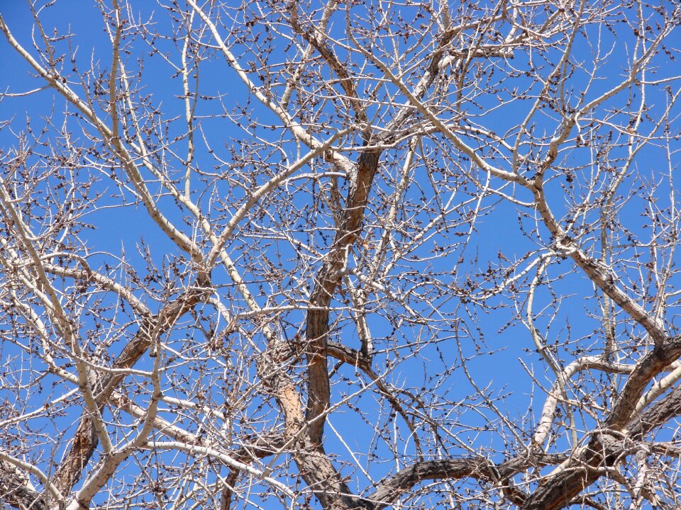 Spring branches
