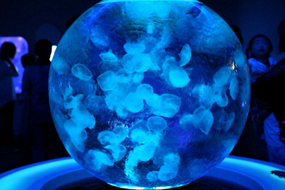 Aquarium jellyfish sea