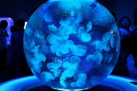 Aquarium jellyfish sea photo