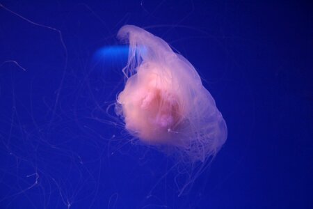 Aquarium jellyfish sea