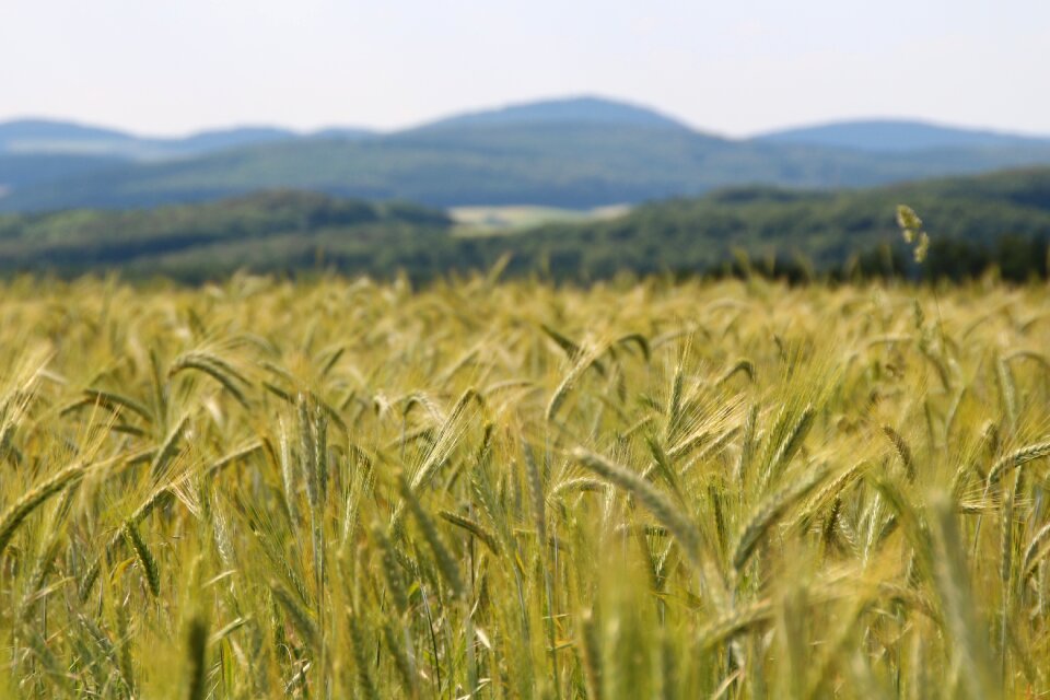 Spike cereals grain