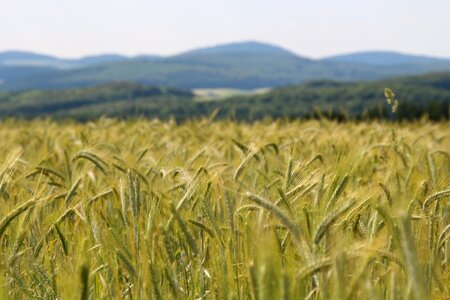 Spike cereals grain photo