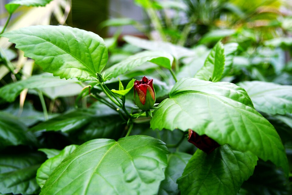 Flowers fragrant nature