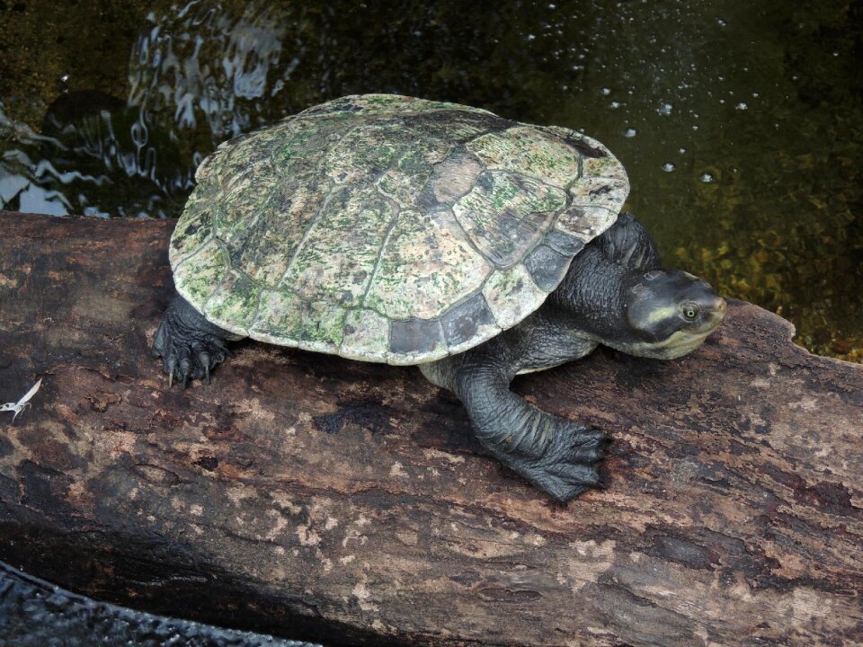Turtle animals australia