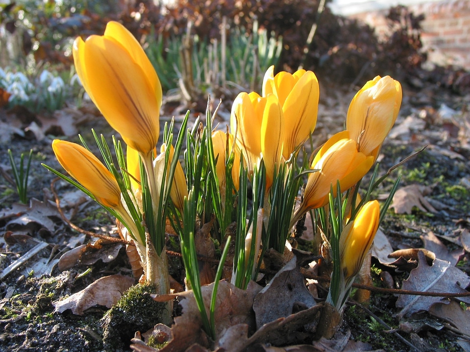Flower nature spring