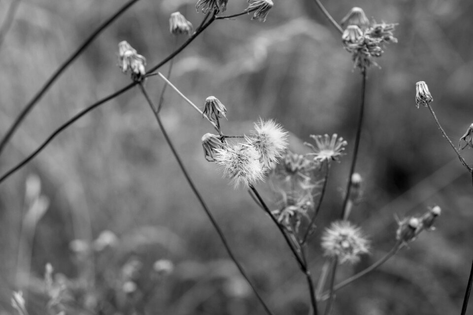 Flower grass field