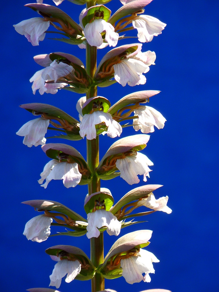 White acanthus acanthus hungaricus