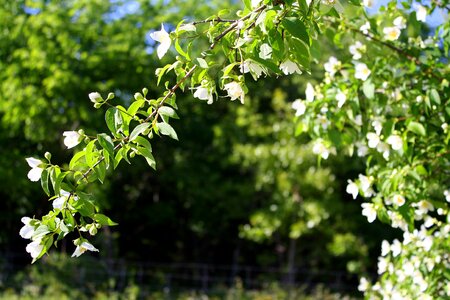 Greenery flowering shrub