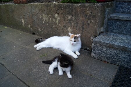 Mother kitten young cat