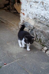 Mother kitten young cat photo