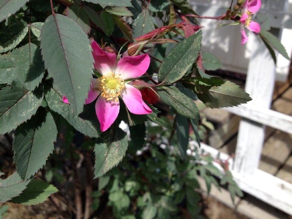Pink garden plant ornamental plants