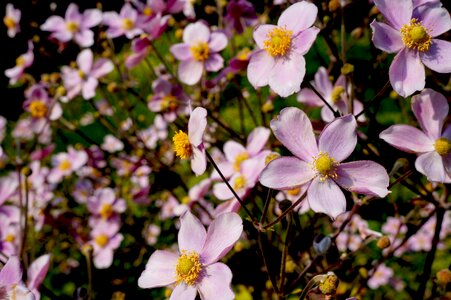 Nature spring blossom photo