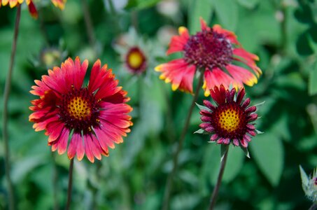 Beautiful garden flower summer flowers photo