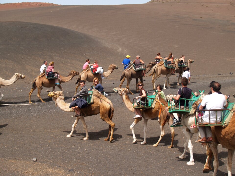 Dromedaries animals lanzarote