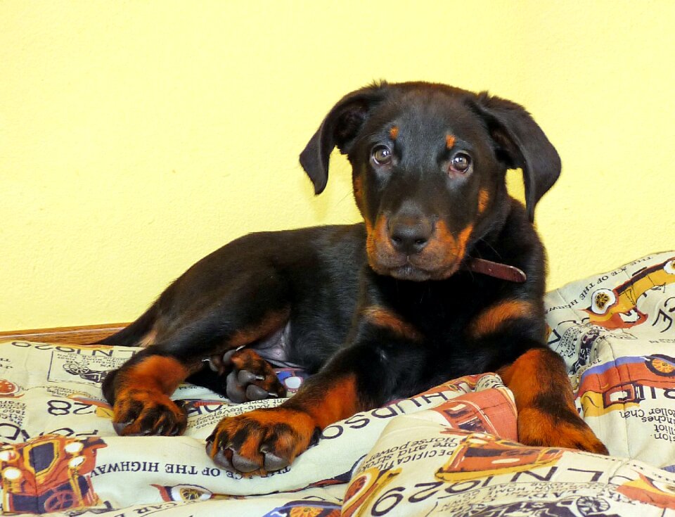 Black puppy animal photo