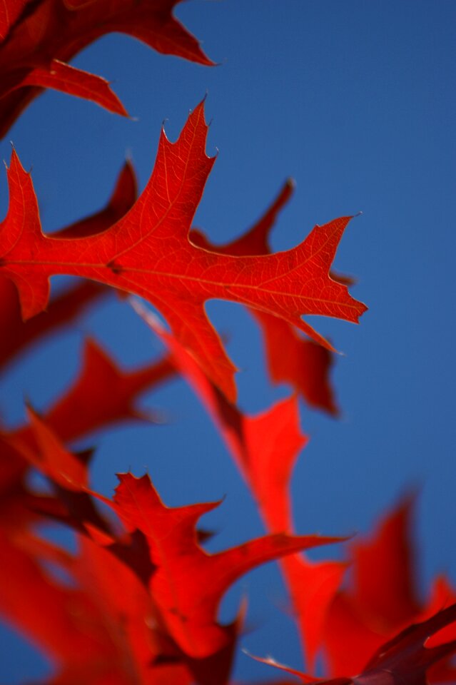 Blue sky leaves