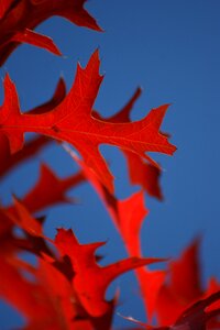 Blue sky leaves photo