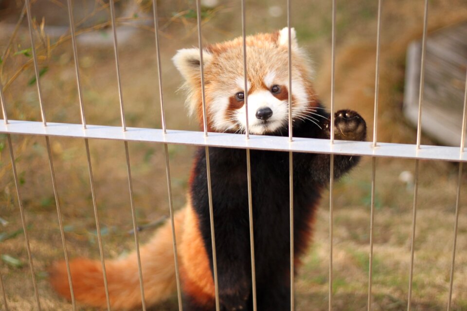 Red panda zoo cute animals