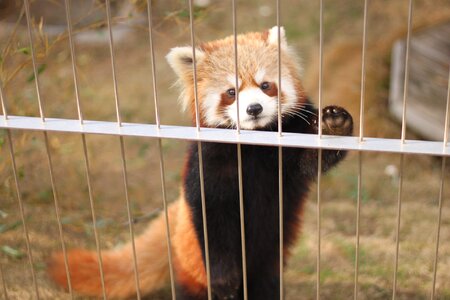 Red panda zoo cute animals photo