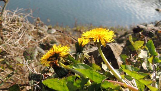 Flower yellow wild flower