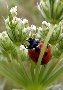 Ladybird sedmitečné macro