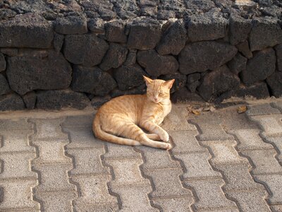 Animals cat lanzarote