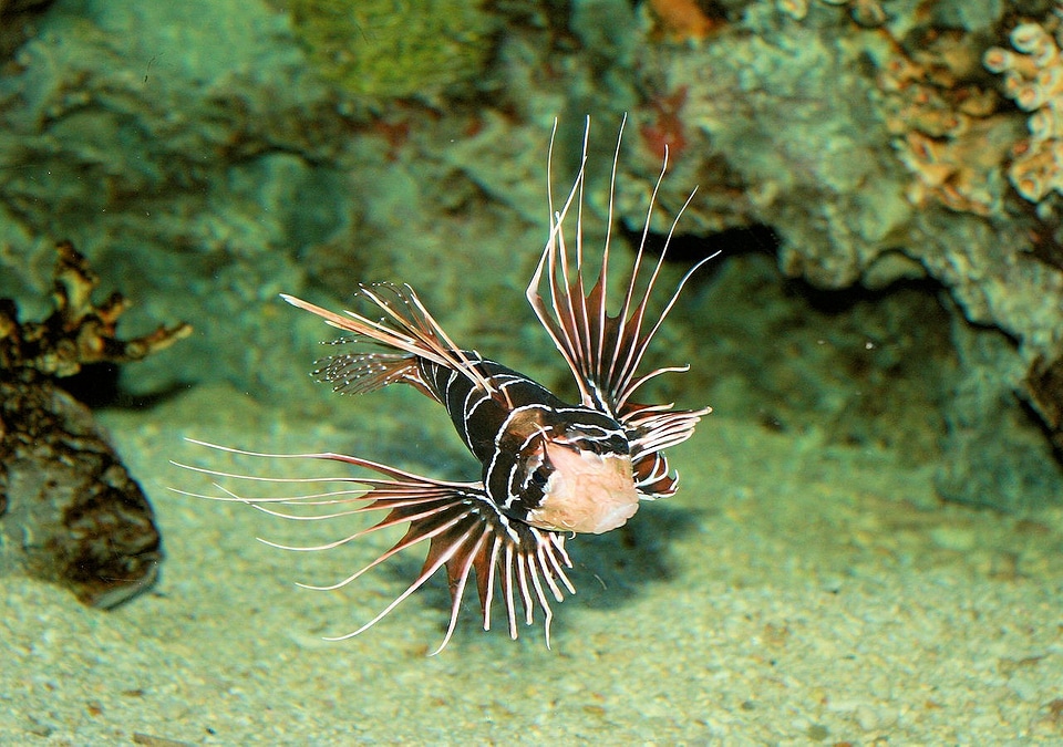Nature animals underwater