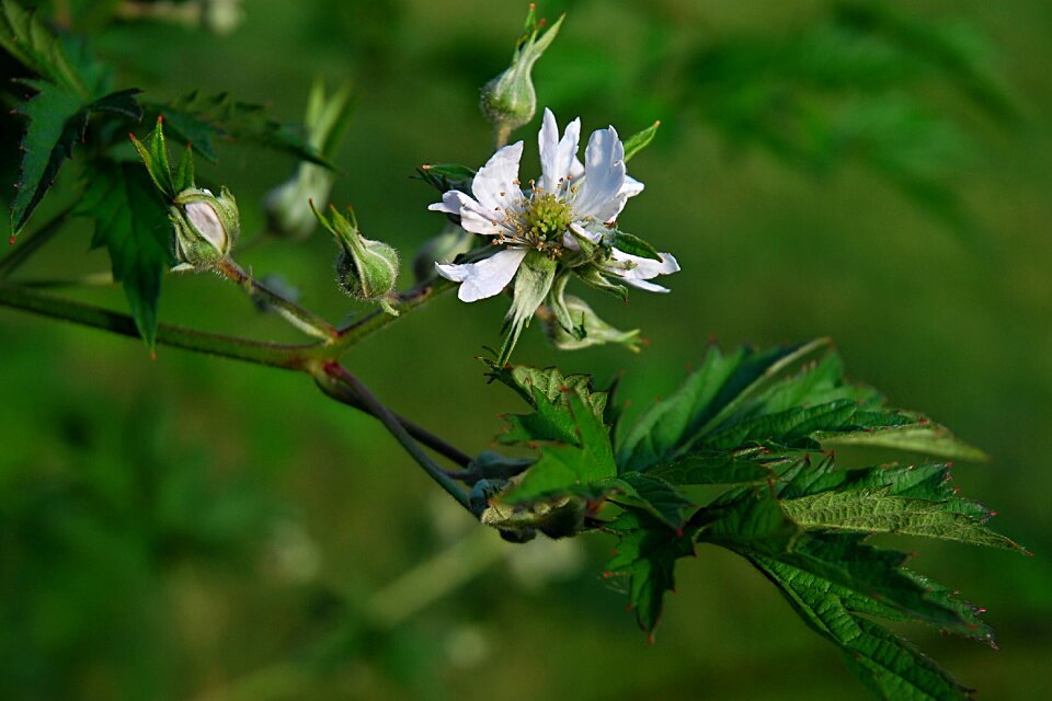 Garden flora flowering