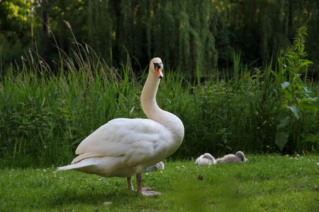 White swan with boy swan nature