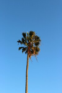 Plam tree nature
