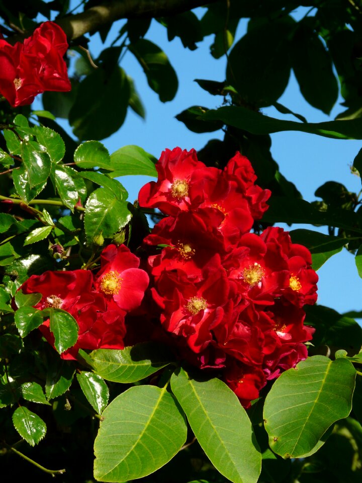 Red blue sky green leaves