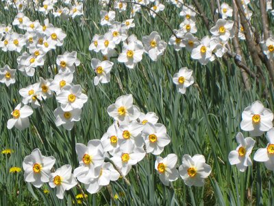 Daffodils flowers white photo