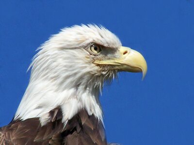 Bird of prey bald eagle eagles photo