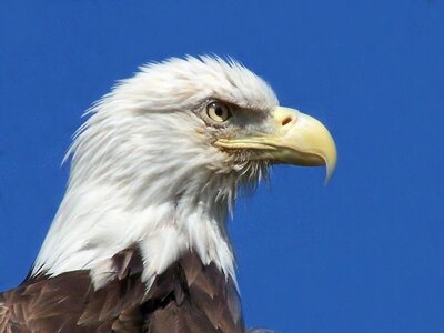 Bird of prey bald eagle eagles