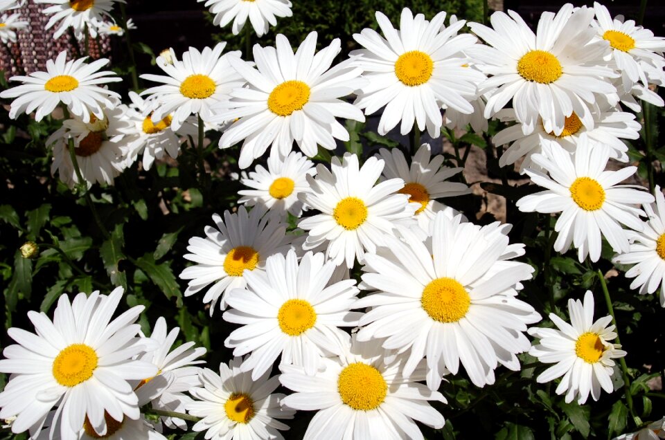 Bouquet plants spring
