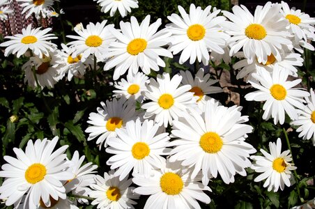 Bouquet plants spring photo