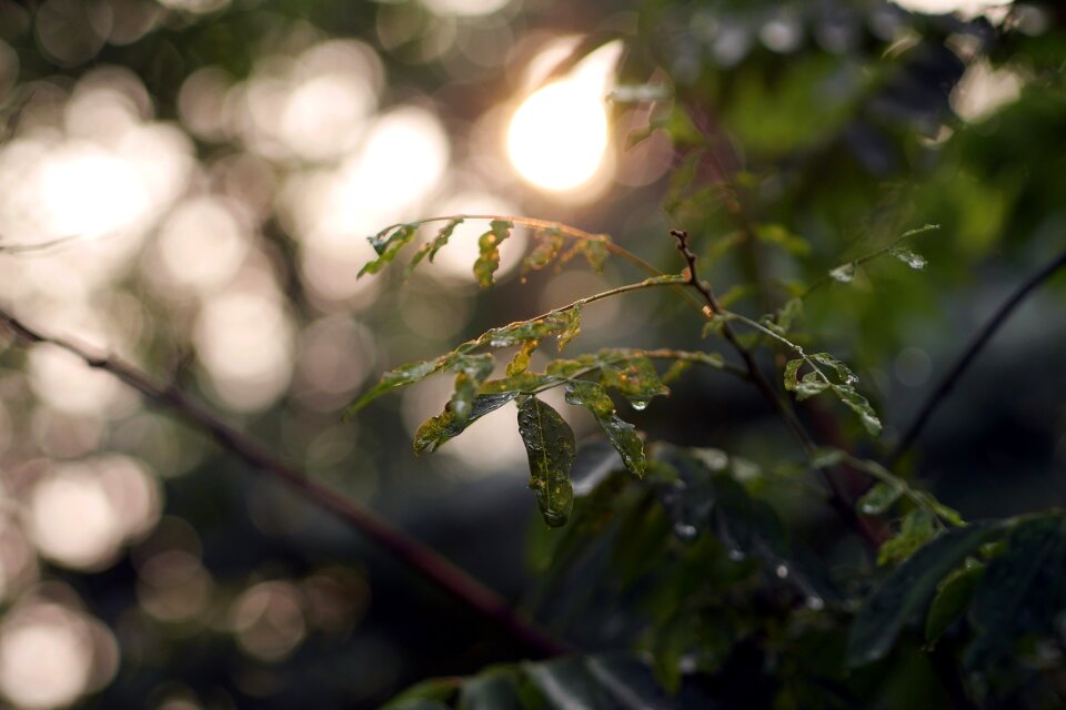 Bokeh plant leaf