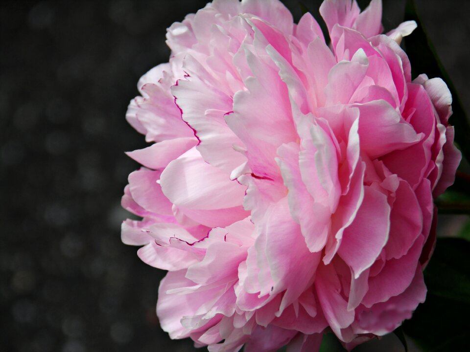 Blossom bloom plant