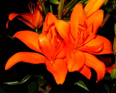 Calyx orange lily photo