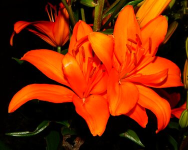 Calyx orange lily