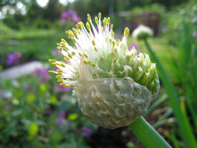 Vegetable garden colors