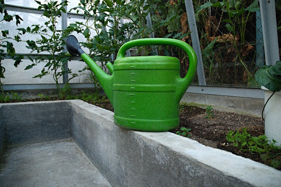 Watering tomatoes sunset
