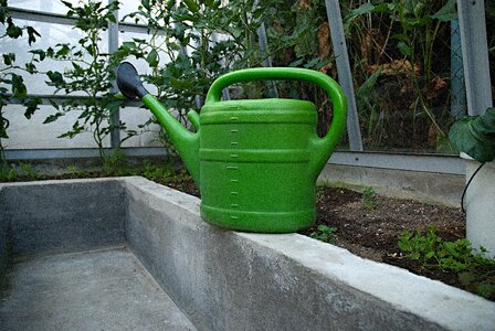 Watering tomatoes sunset