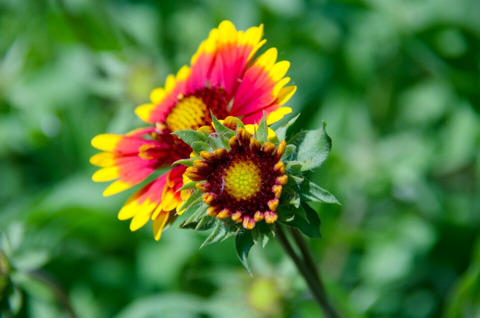 Beautiful garden flower summer flowers
