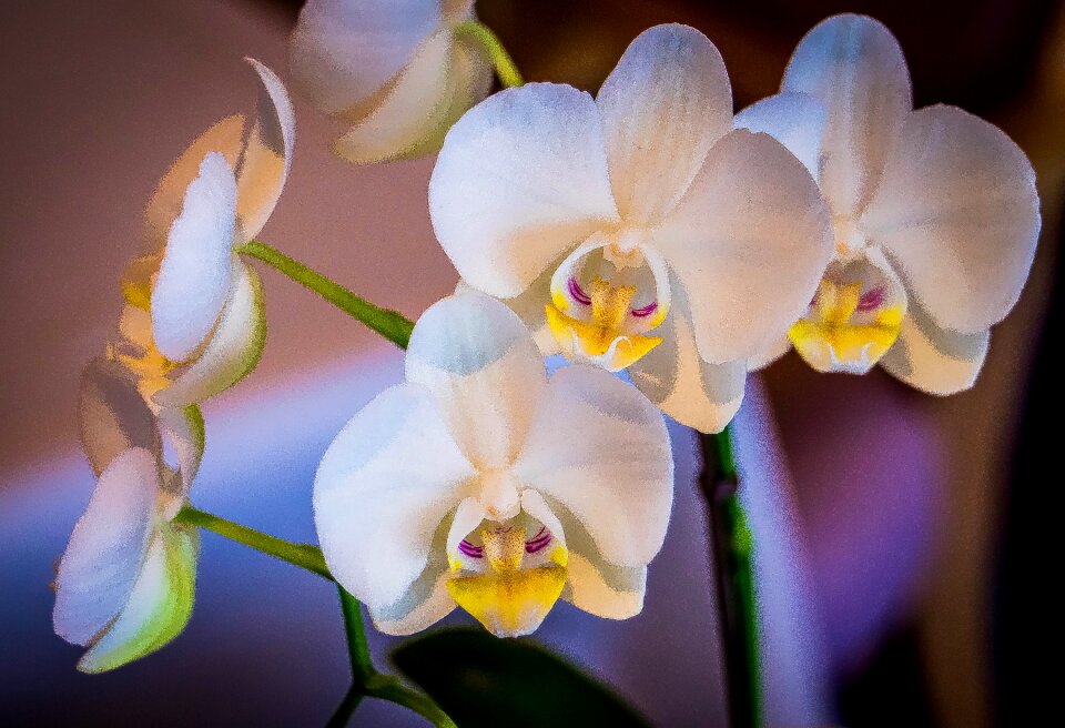 Tropical botanical yellow