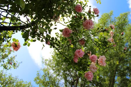 Rose bloom pink nature