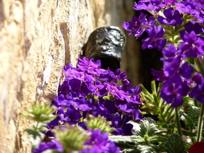 Flower violet purple