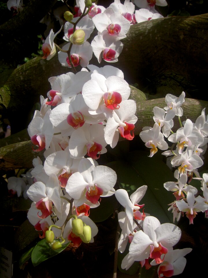 Flower white plant