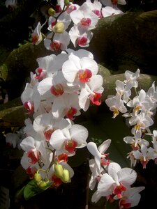 Flower white plant