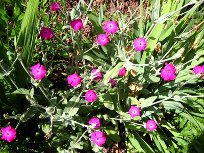 Cloves plant flowers